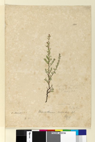 Pagina 142. Phyllanthus rivularis da John William Lewin