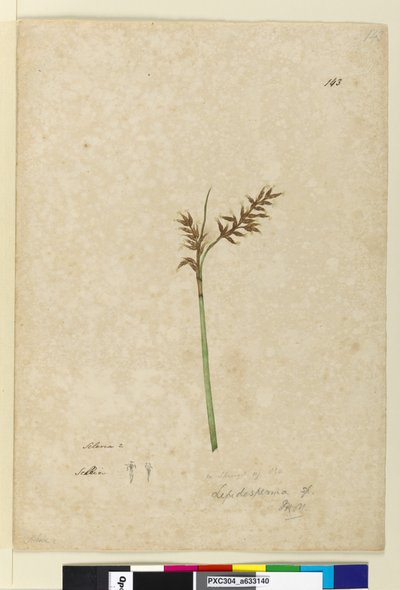 Pagina 143. Lepidosperma da John William Lewin