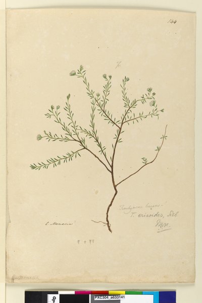 Pagina 144. Trachymene linearis da John William Lewin
