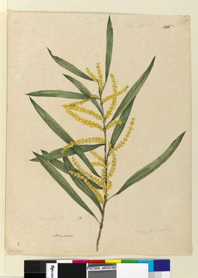 Pagina 145. Acacia longifolia da John William Lewin
