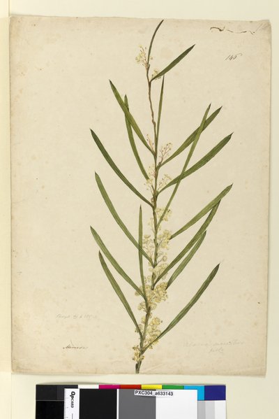 Pagina 146. Acacia suaveolens da John William Lewin