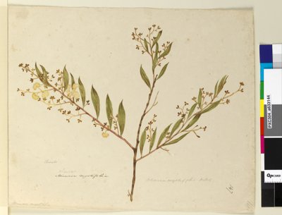 Pagina 147. Acacia myrtifolia da John William Lewin