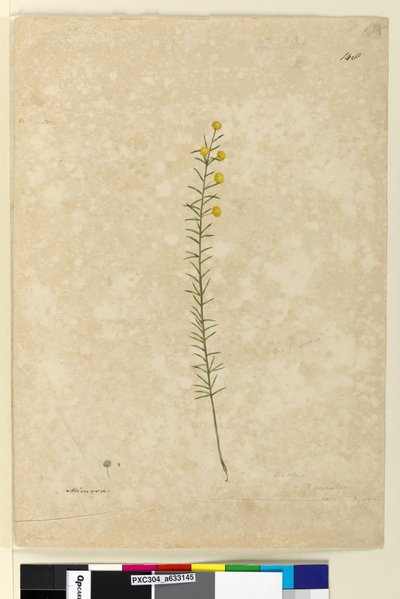 Acacia aciculares, c.1803-06 da John William Lewin