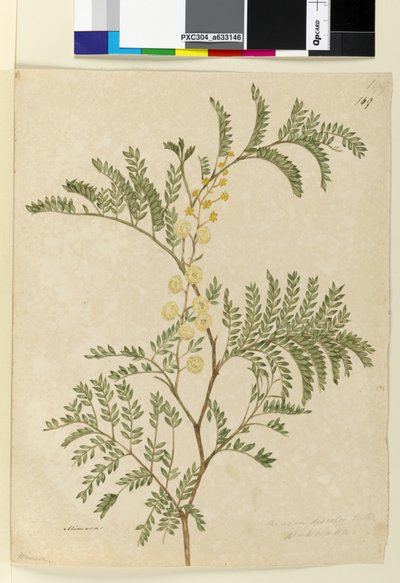 Pagina 149. Acacia discolorAcacia terminalis da John William Lewin