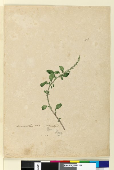 Pagina 156. Amaranthus Blitum da John William Lewin