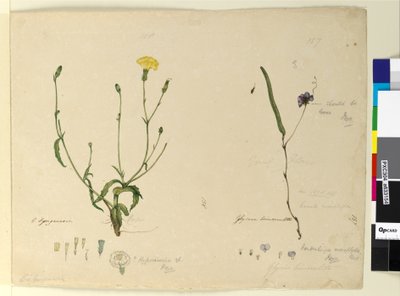Pagina 157. Hardenbergia monophyllaHardenbergia violacea; 158. Hypochaeris da John William Lewin