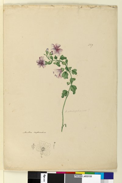 Pagina 159. Malva capensis da John William Lewin