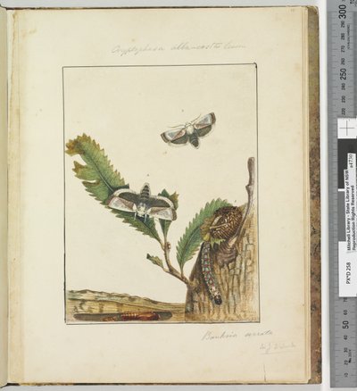 Pagina 15. Tavola 4 Cryptophasa alba, costa Lewin, 1803-04 da John William Lewin