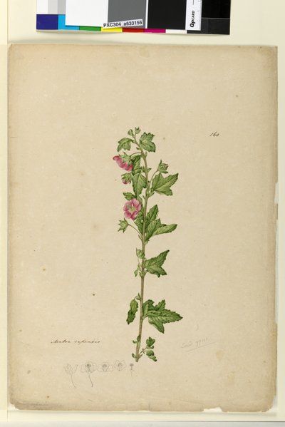 Pagina 160. Malva capensis da John William Lewin