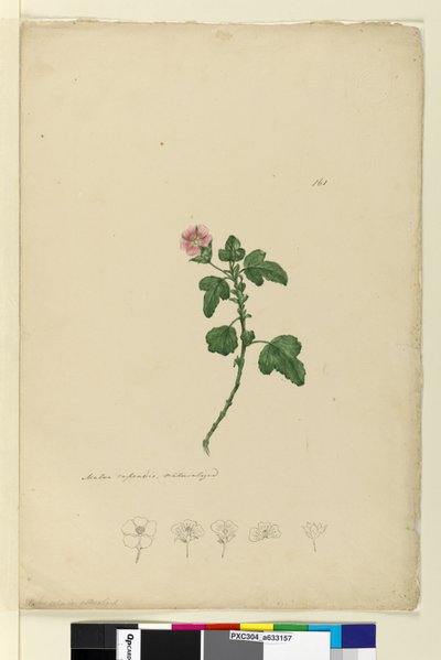 Pagina 161. Malva capensis da John William Lewin