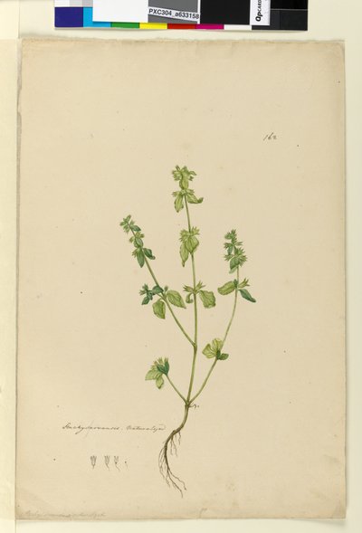 Pagina 162. Stachys arvensis da John William Lewin