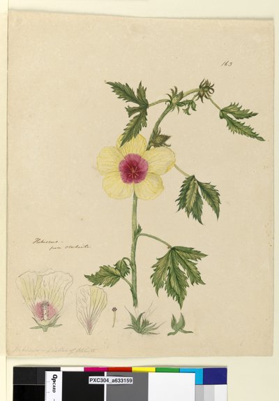 Pagina 163. Hibiscus da John William Lewin