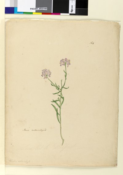 Pagina 164. Iberis naturalizzata da John William Lewin