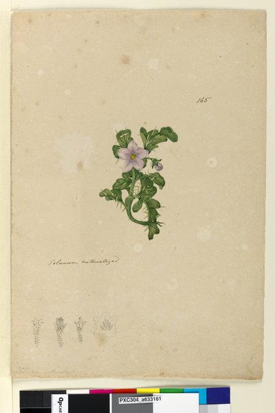 Pagina 165. Solanum naturalizzato da John William Lewin