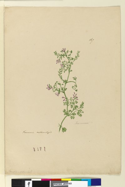 Pagina 167. Fumaria naturalizzata da John William Lewin