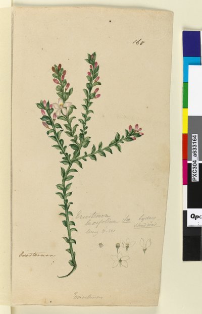Pagina 168. Eriostemon buxifolium da John William Lewin
