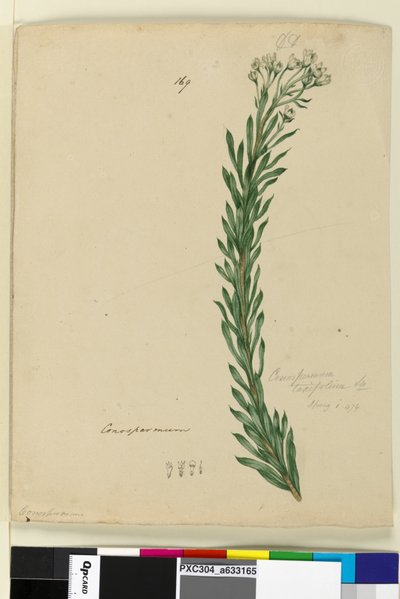Pagina 169. Conospermum taxifolium da John William Lewin