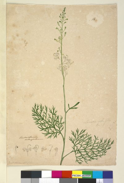 Pagina 16. Lomatia silaifolia, c.1803-06 da John William Lewin