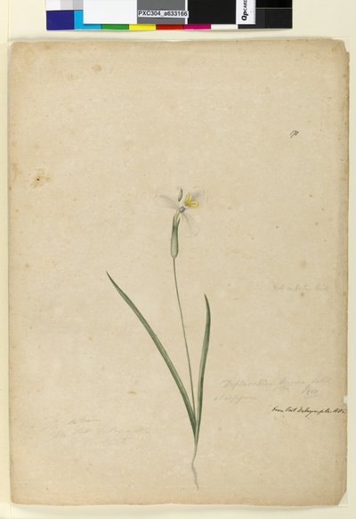 Pagina 170. Diplarrhena moraea, c.1803-06 da John William Lewin