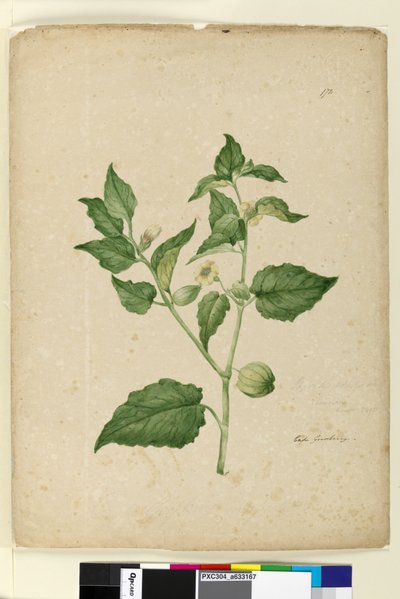 Pagina 172. Physalis edulis da John William Lewin