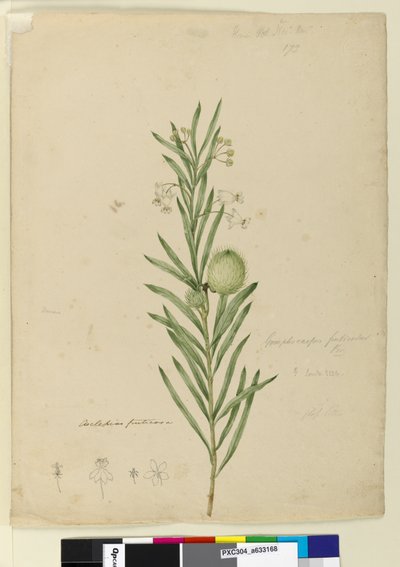 Pagina 173. Asclepias fruticosa, c.1803-06 da John William Lewin