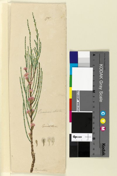 Pagina 175. Casuarina stricta Allocasuarina verticillata da John William Lewin