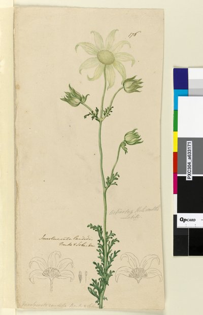 Pagina 176. Actinotus Helianthe da John William Lewin