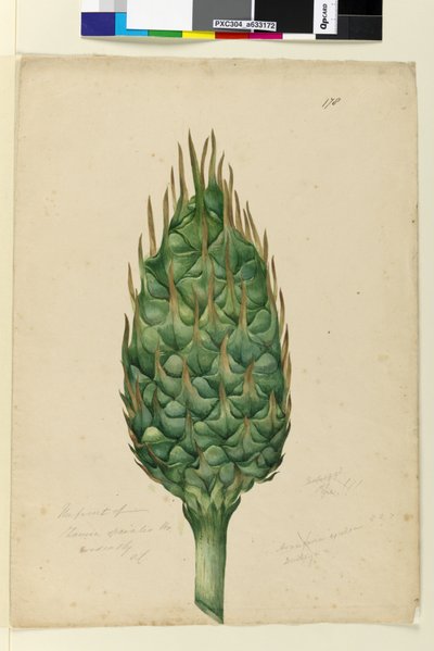 Pagina 178. Il frutto di Zamia spiralis da John William Lewin