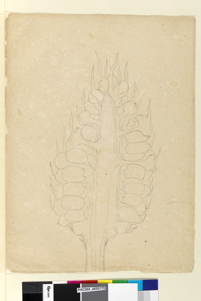 Pagina 178a. Zamia da John William Lewin