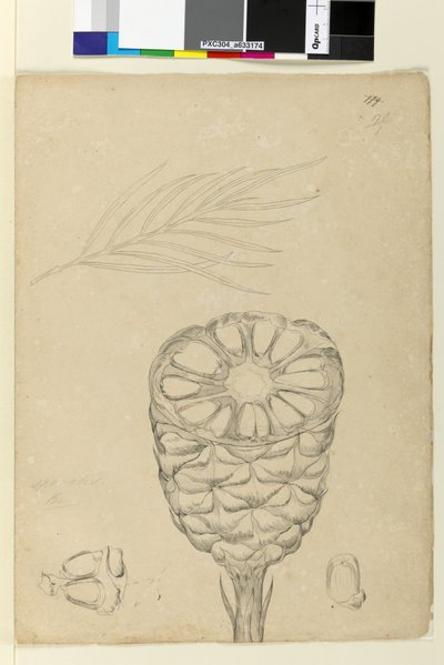Pagina 178b. Spiralis da John William Lewin