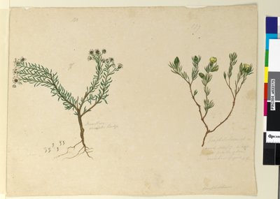 Pagina 179. Gompholobium; 180. Poranthera ericafolia da John William Lewin