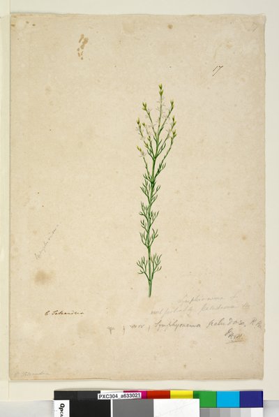Pagina 17. Symphionema paludosum, c.1803-06 da John William Lewin
