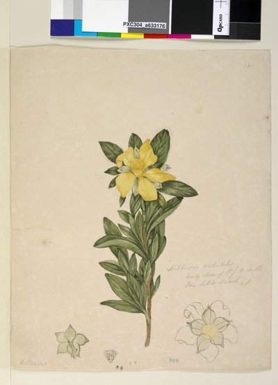 Pagina 181. Hibbertia volubilis Hibbertia scandens da John William Lewin