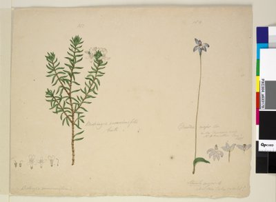 Pagina 183. Westringia rosmarinifolia Westringia fruiticosa; 184. Glossodia major da John William Lewin