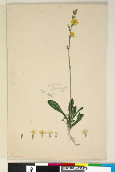 Pagina 185. Goodenia bellidifolia da John William Lewin