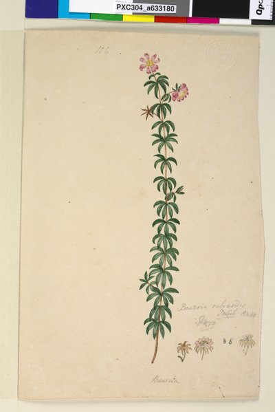Pagina 186. Bauera rubioides da John William Lewin