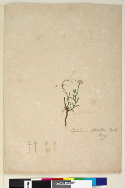 Pagina 187. Epilobium glabellum da John William Lewin