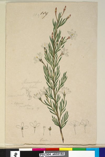 Pagina 189. Ricinocarpus pinifolius da John William Lewin