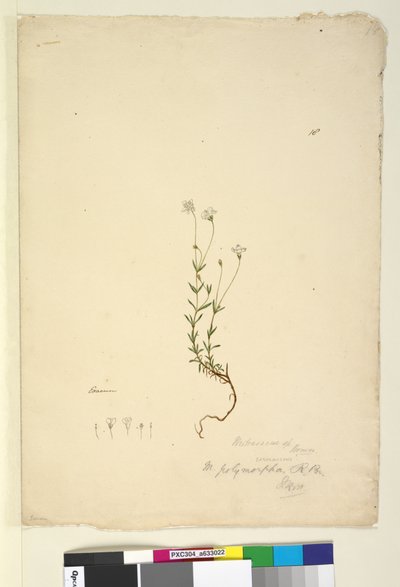 Pagina 18. Mitrasacme polymorpha, c.1803-06 da John William Lewin