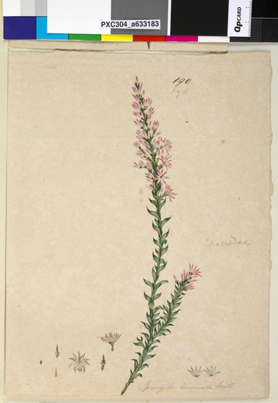 Pagina 190. Sprengelia incarnata da John William Lewin