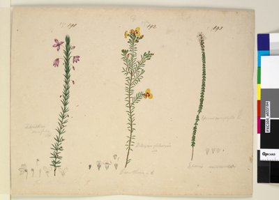 Pagina 191. Tetratheca ericifolia; 192. Dillwynia glaberrima; 193. Epacris microphylla da John William Lewin