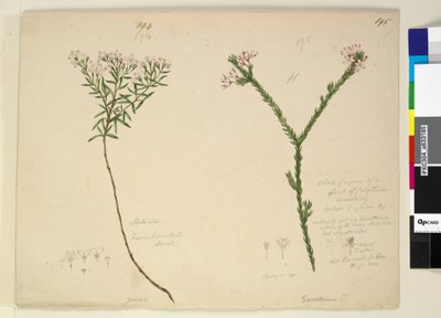 Pagina 194. Zieria lanceolata Zieria smithii; 195. Una cattiva figura di una specie di Calythrix... da John William Lewin