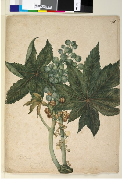 Pagina 196. Ricinus Ricinus communis da John William Lewin