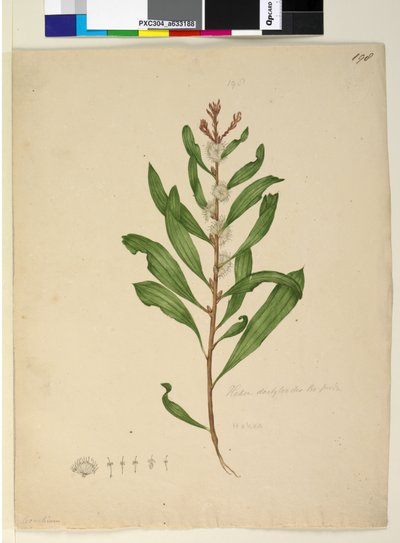 Pagina 198. Hakea dactyloides da John William Lewin