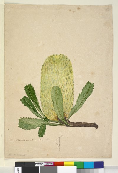 Pagina 19. Banksia serrata, c.1803-06 da John William Lewin