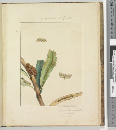 Pagina 19. Tavola 5 Cryptophasa Strigata, 1803-04 da John William Lewin