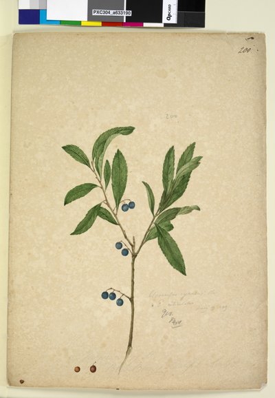Pagina 200. Elaeocarpus reticulatus da John William Lewin