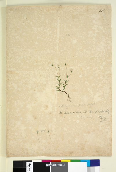 Pagina 201. Mitrasacme alsinoides da John William Lewin
