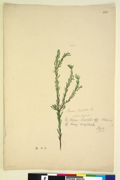 Pagina 202. Pimelia linifolia da John William Lewin