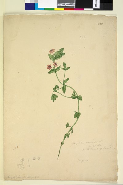 Pagina 203. Anagallis arvensis da John William Lewin